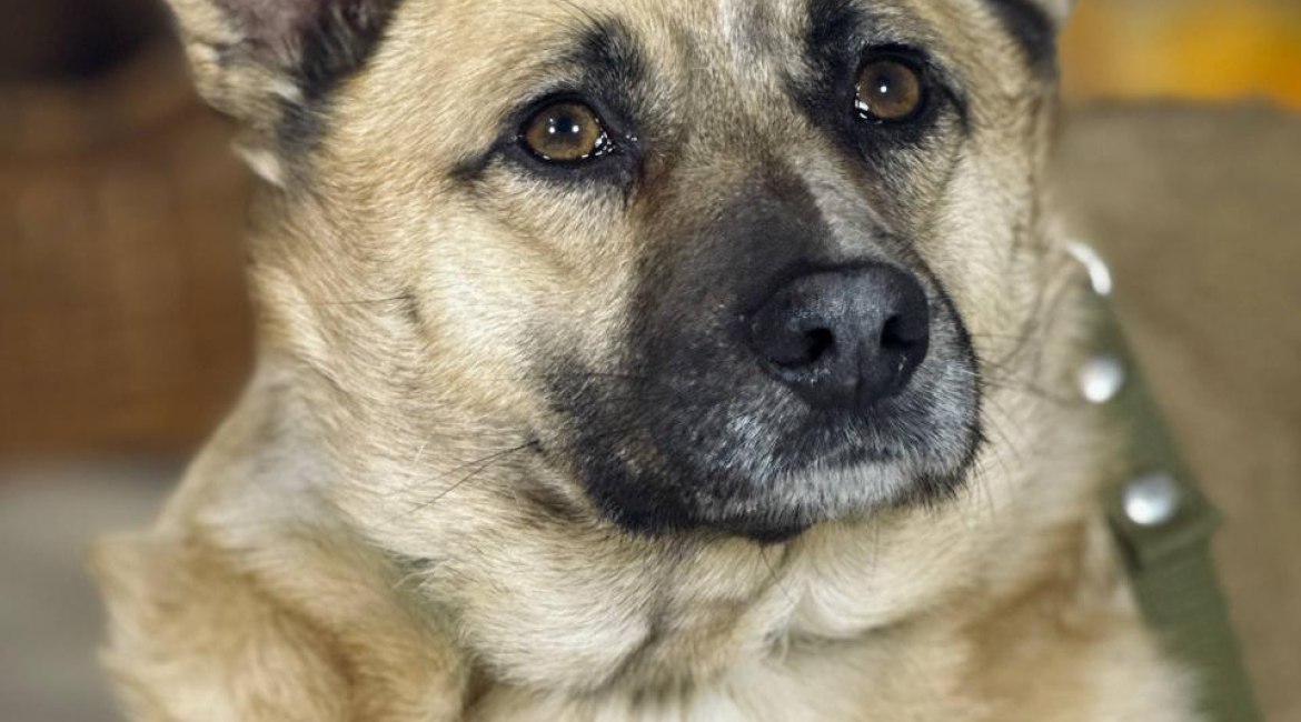 Chiens à adopter